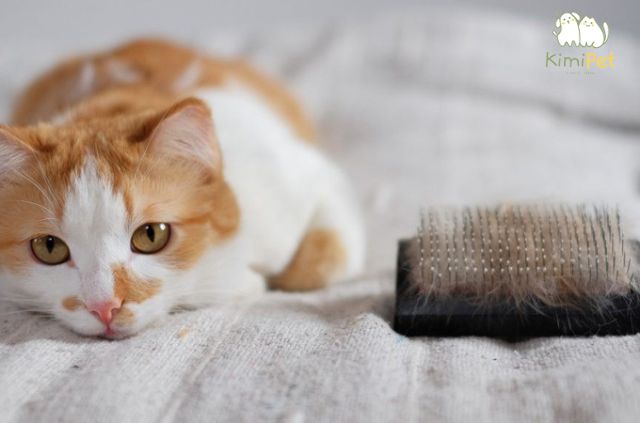 tac-dung-viec-cao-long-meo